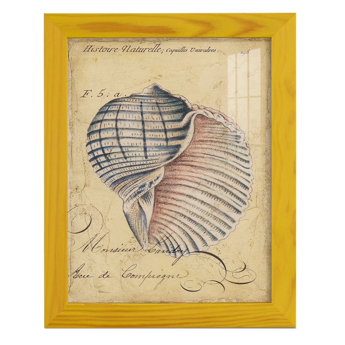 Seashell Ephemera V - Framed Print w/glass - Sunflower Yellow