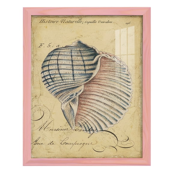 Seashell Ephemera V - Framed Print w/glass - Sunset Pink
