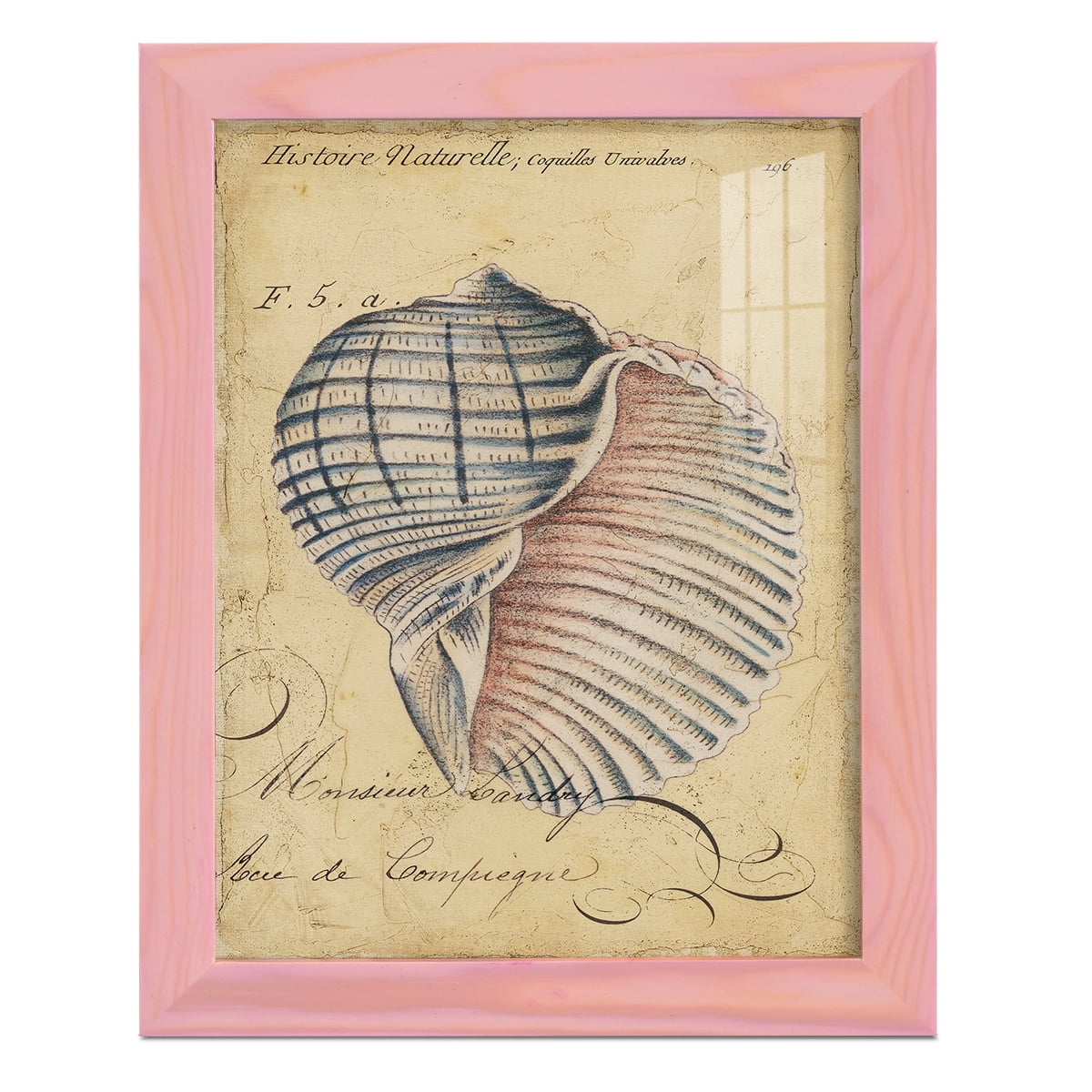 Seashell Ephemera V - Framed Print w/glass - Sunset Pink