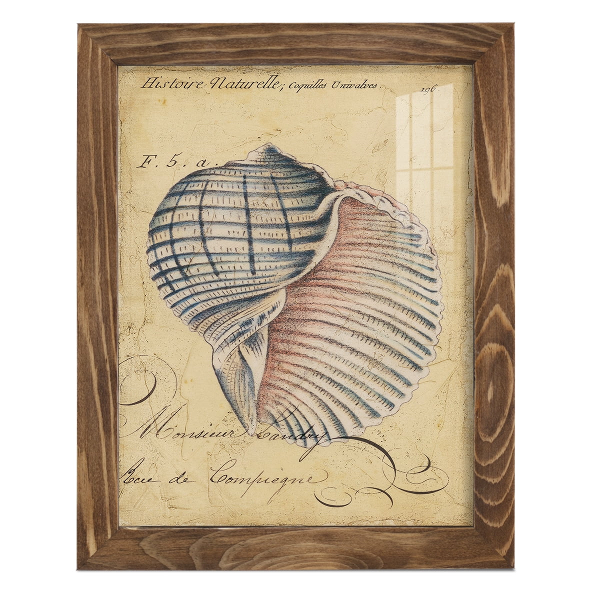 Seashell Ephemera V - Framed Print w/glass - Walnut