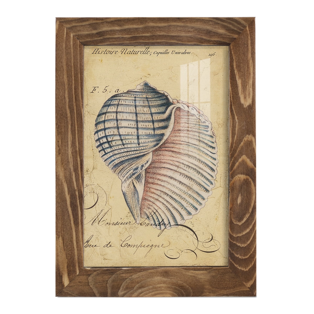 Seashell Ephemera V - Framed Print w/glass - Walnut