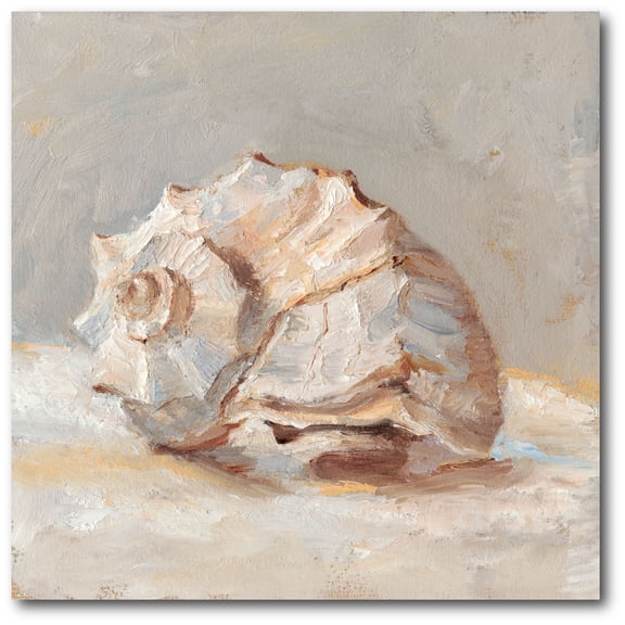 Seashell Gallery-Wrapped Canvas Wall Art