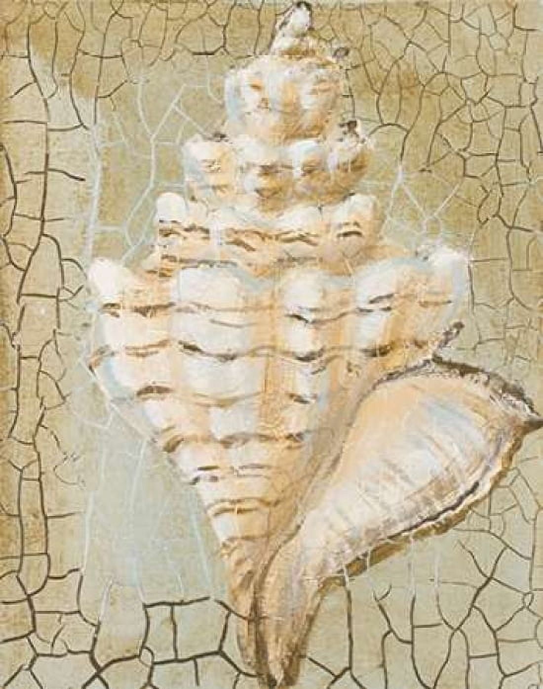 Seashell I Canvas Art - Hakimipour-Ritter (22 x 28)