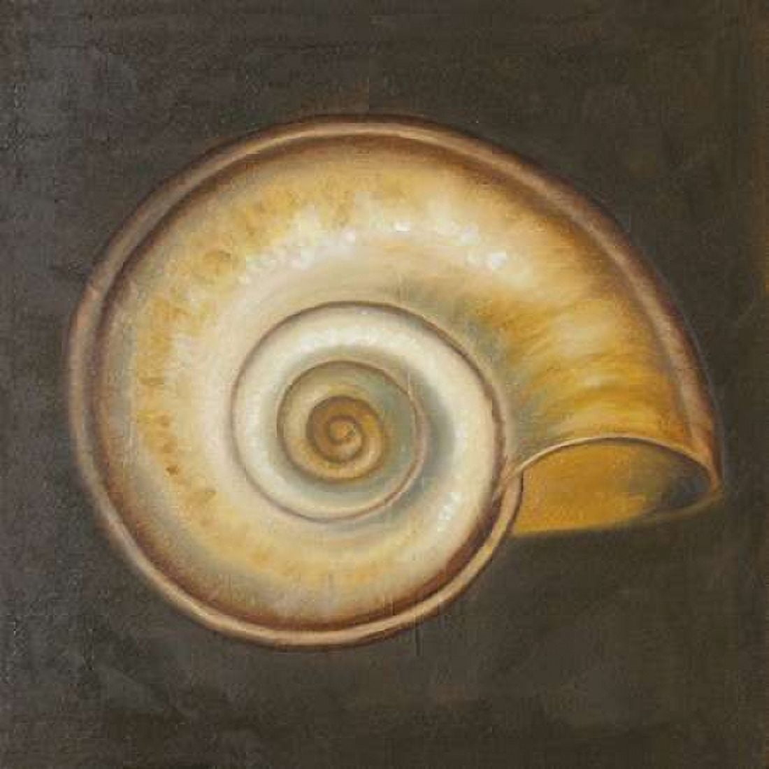 Seashell I Canvas Art - Patricia Pinto (24 x 24)