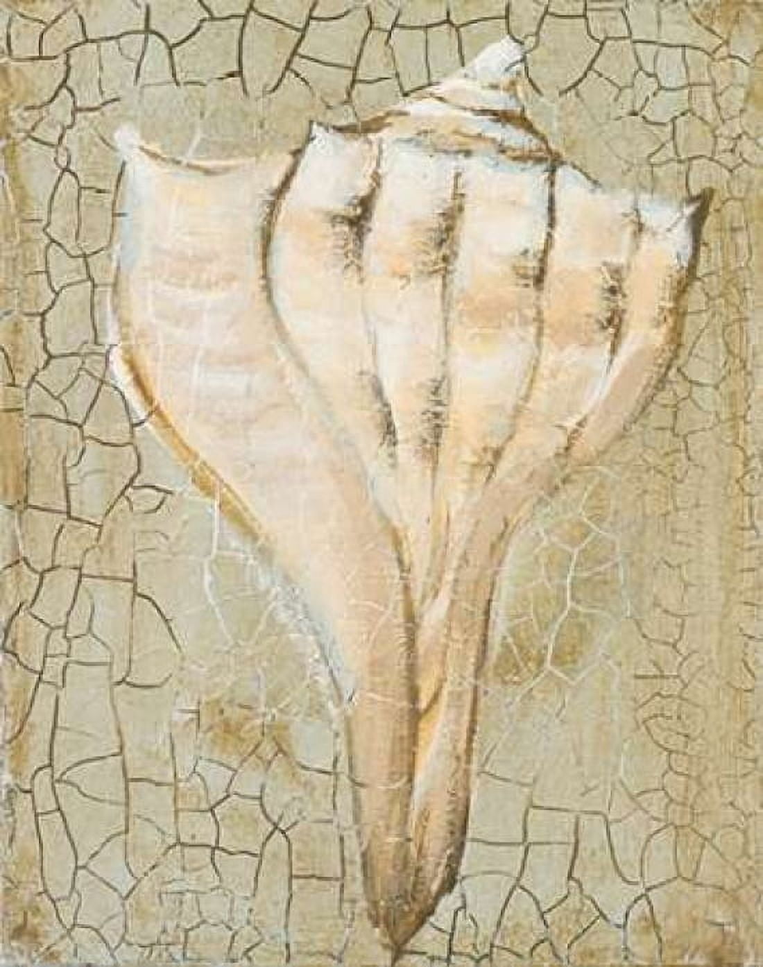 Seashell II Canvas Art - Hakimipour-Ritter (22 x 28)