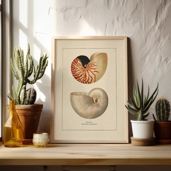 Seashell Nautilus Bathroom Decor Coastal Decor, Unframed Poster