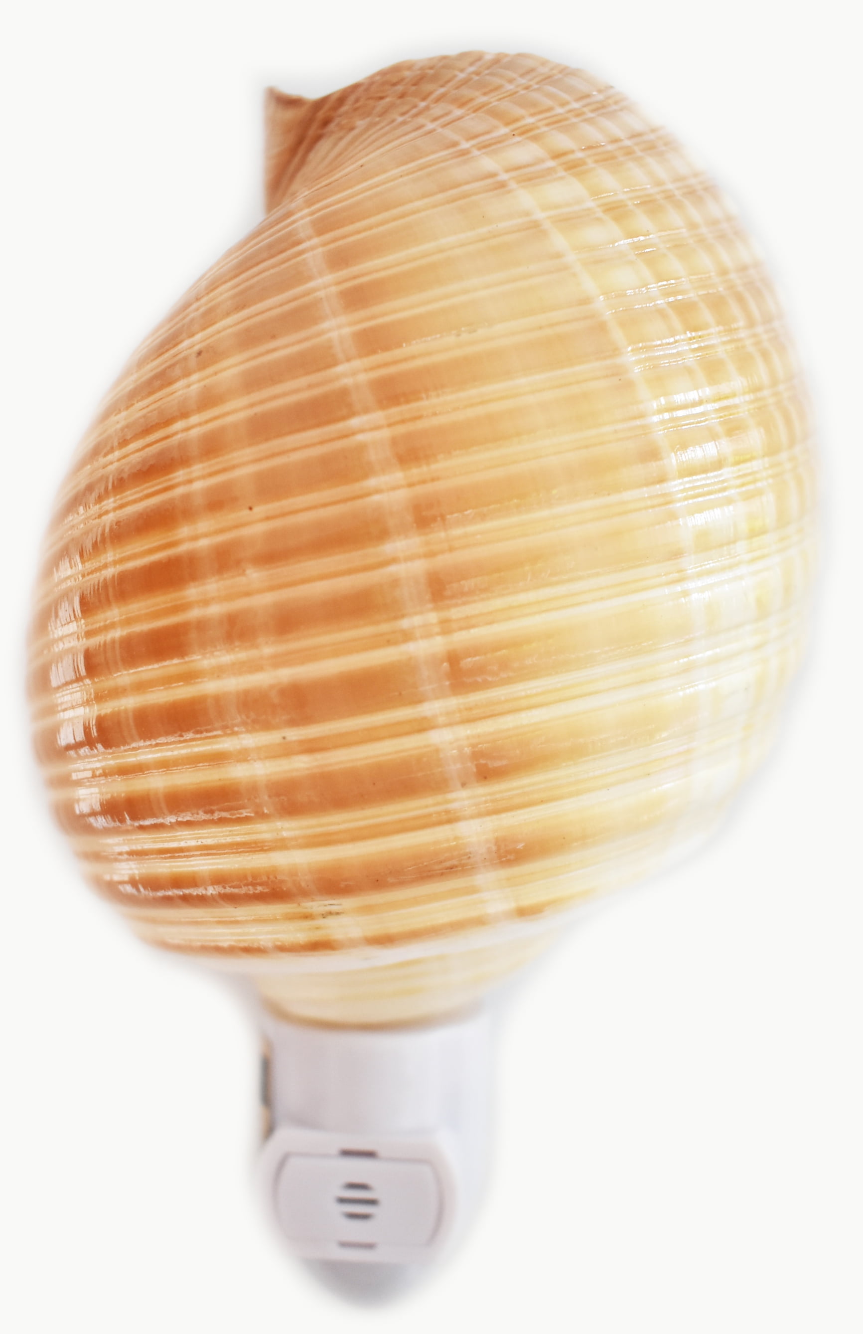 Seashell Night Light Tonna Cepa Shell Beach Decor w. Automatic Sensor ...