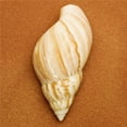 thumbnail image 1 of Seashell Poster Print by Darren Greenwood, 24 x 24 - Large, 1 of 1