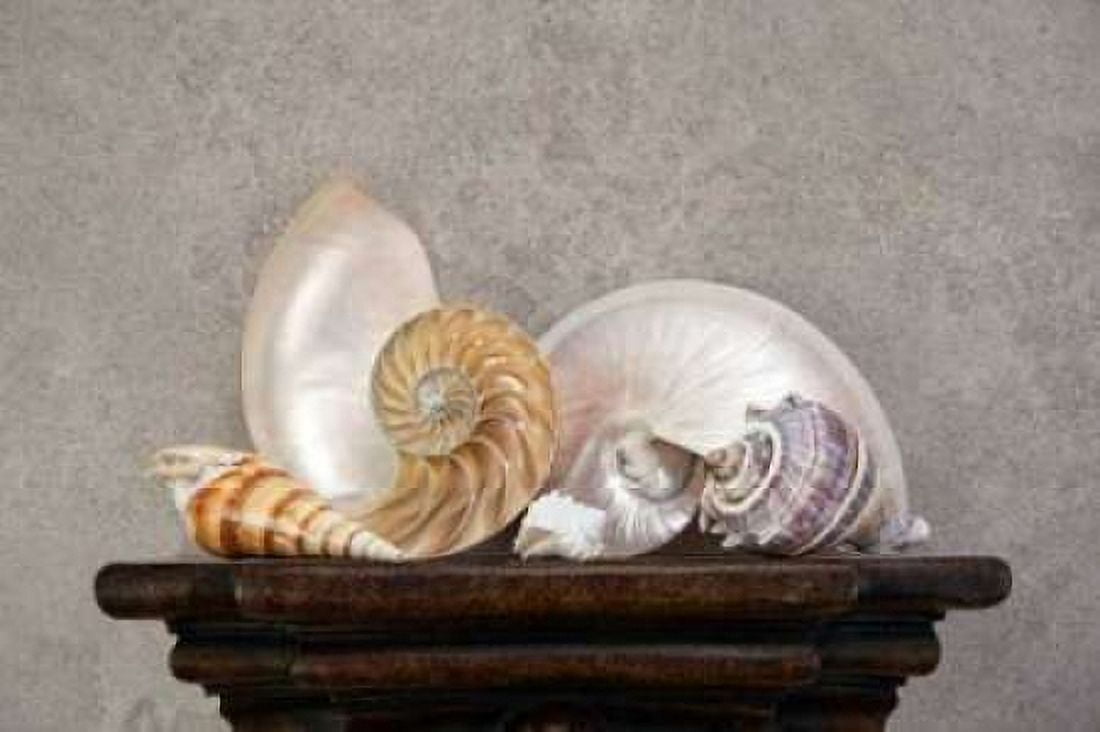 Seashell Still Life I Canvas Art - C Thomas McNemar (12 x 18)