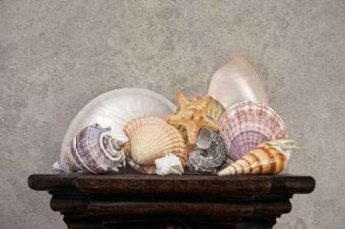 Seashell Still Life II Canvas Art - C Thomas McNemar (24 x 36)