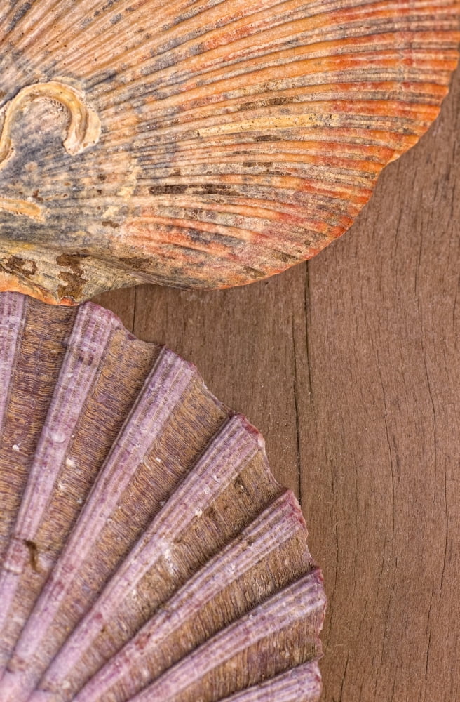 Seashells Canvas Art - John Short Design Pics (24 x 38)
