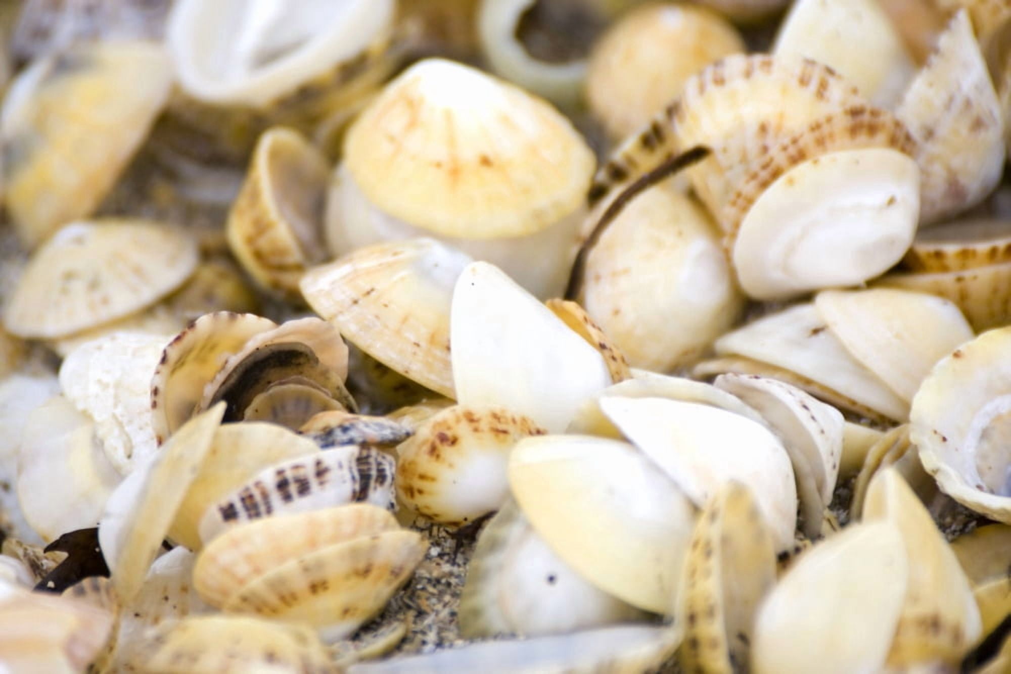 Seashells Canvas Art - John Short Design Pics (38 x 24)