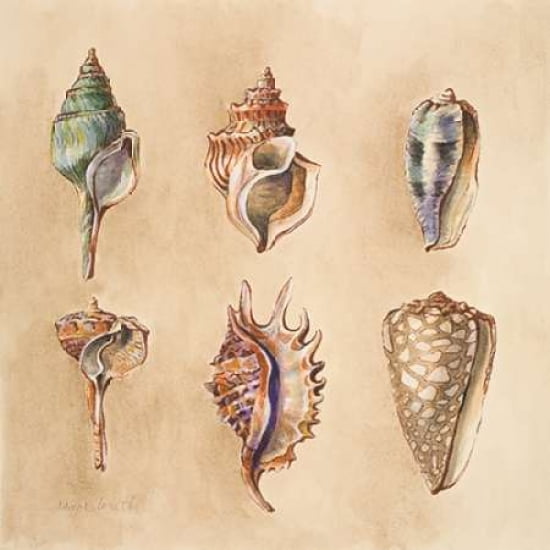 Seashells I Canvas Art - Lanie Loreth (24 x 24)