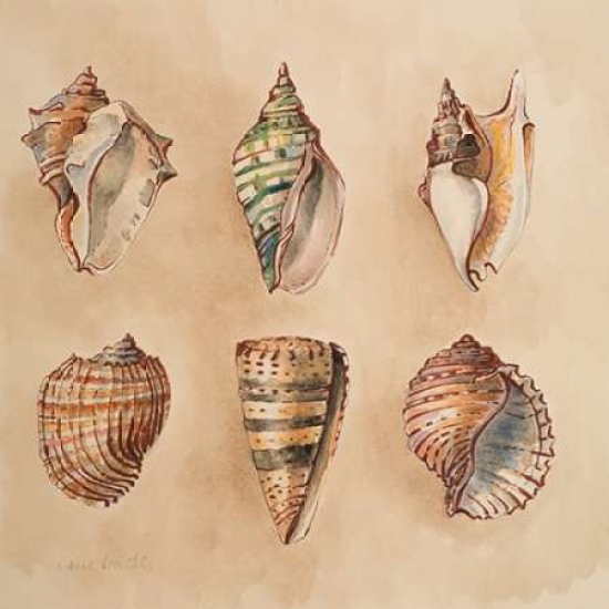 Seashells II Canvas Art - Lanie Loreth (24 x 24)