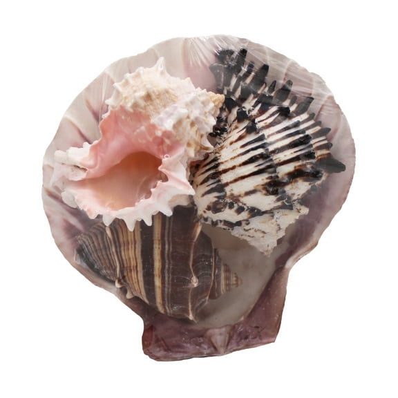 Seashells-Lion's Paw Trio-3 PC