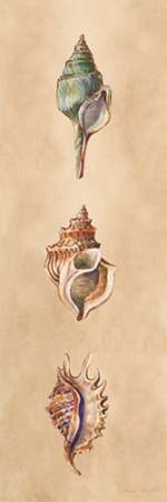 Seashells Panel I Canvas Art - Lanie Loreth (12 x 36)