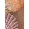 thumbnail image 1 of Seashells Poster Print, Large - 24 x 38, 1 of 1
