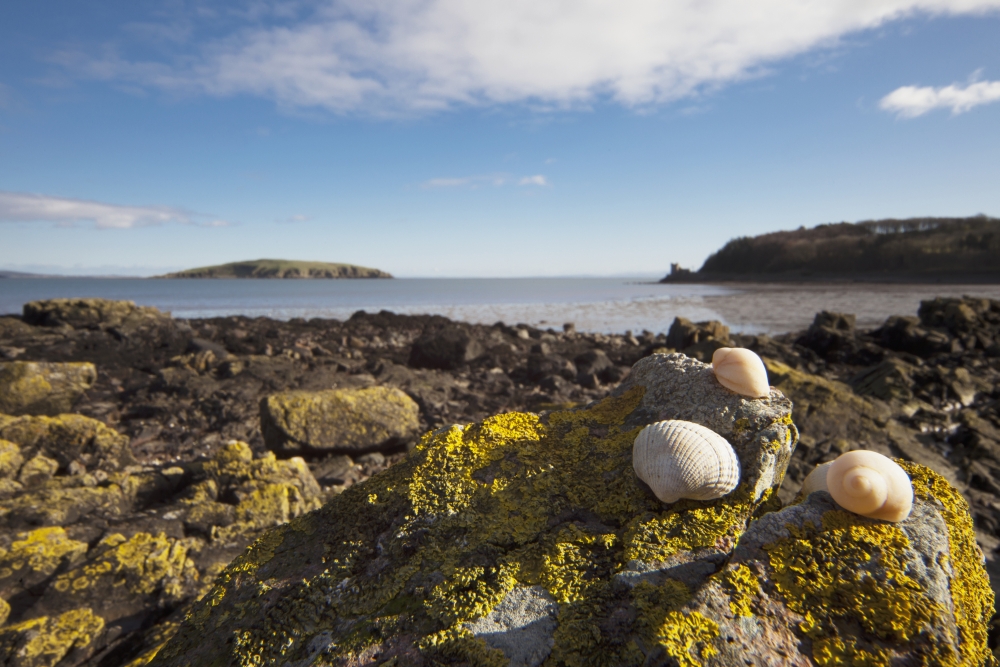 Seashells Sitting On A Rock Covered With Lichen Dumfries And Galloway Scotland Canvas Art - John Short Design Pics (19 x 12)