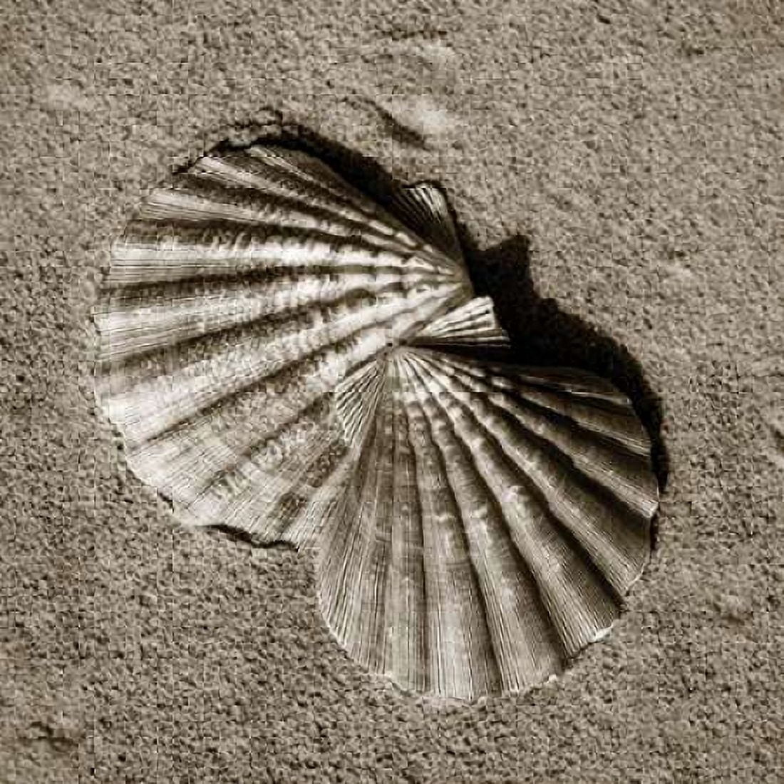 Seashells V Canvas Art - Alan Hausenflock (24 x 24)