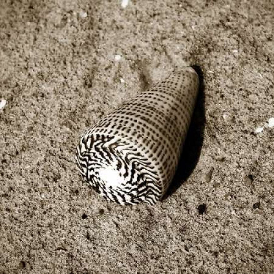 Seashells VI Canvas Art - Alan Hausenflock (24 x 24)