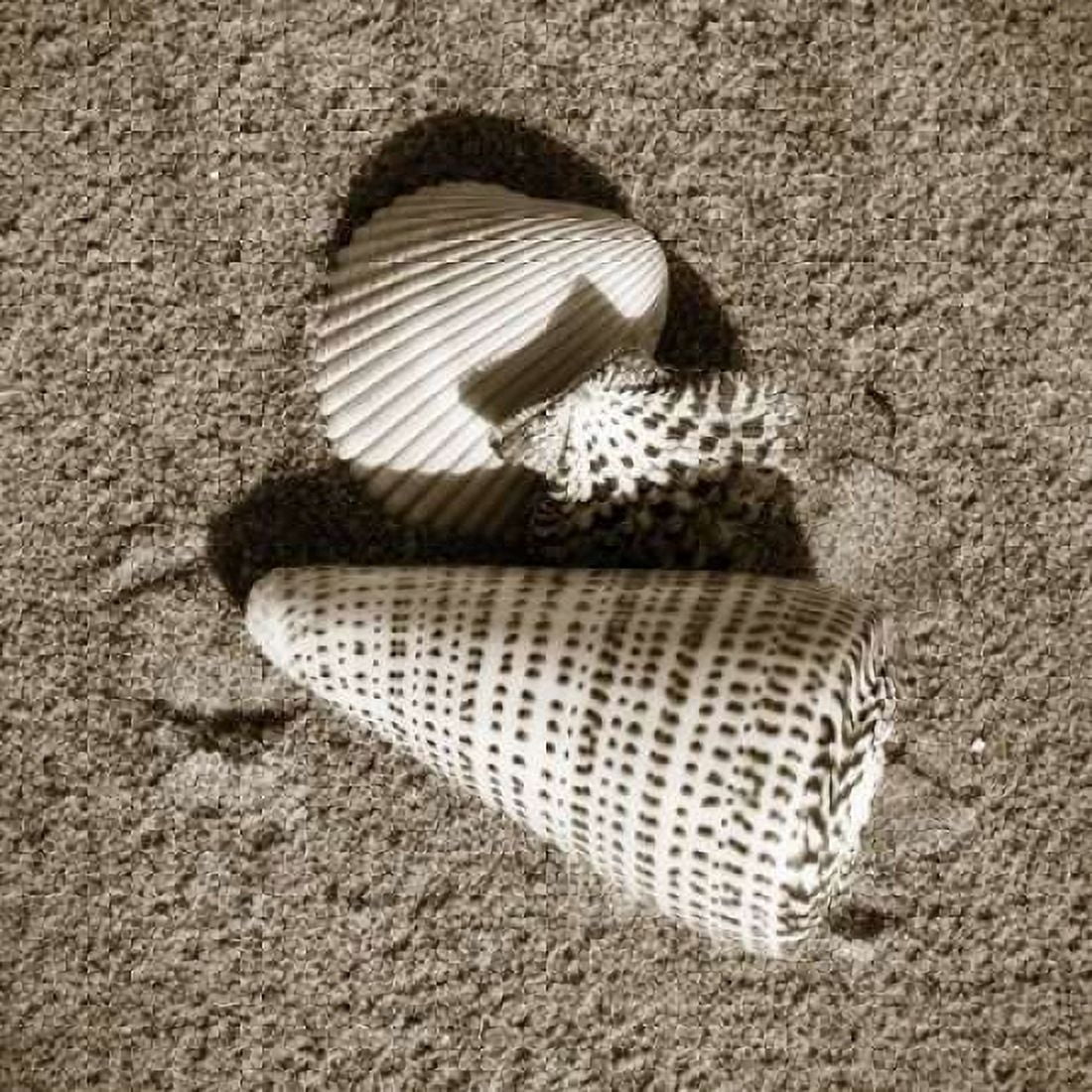 Seashells VII Canvas Art - Alan Hausenflock (24 x 24)