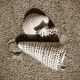 thumbnail image 1 of Seashells VII Poster Print by Alan Hausenflock (24 x 24), 1 of 2