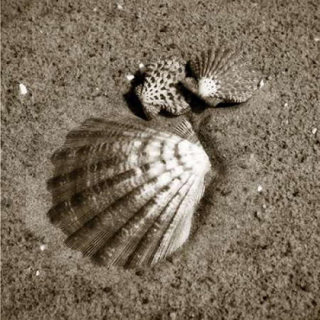 Seashells VIII Canvas Art - Alan Hausenflock (24 x 24)