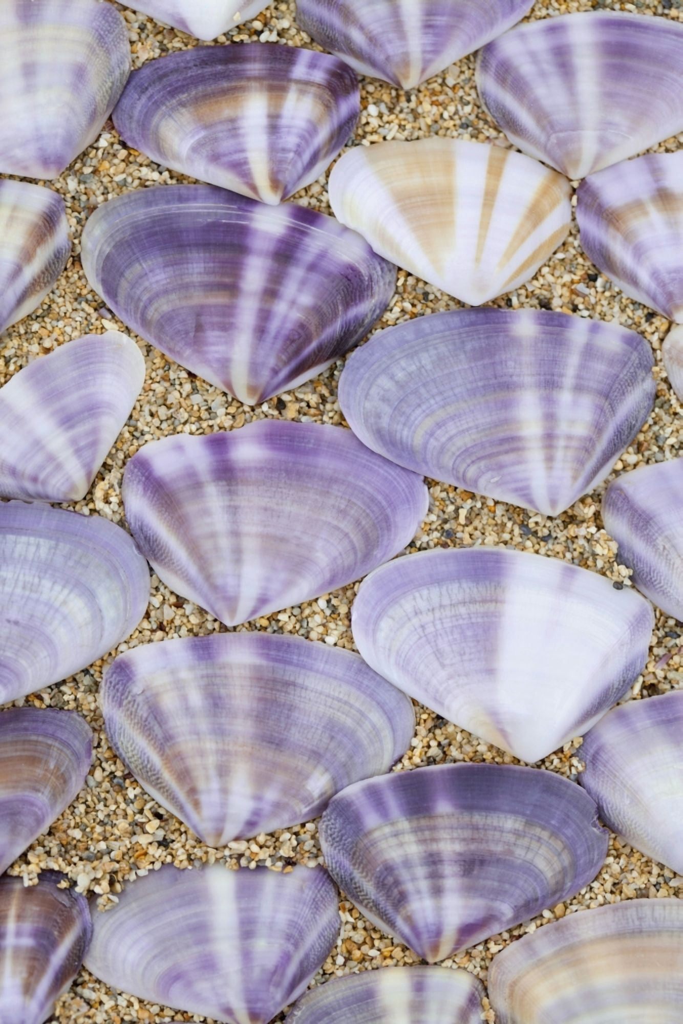 Seashells laying in rows in the sandOahu hawaii united states of america Canvas Art - Brandon Tabiolo Design Pics (12 x 19)