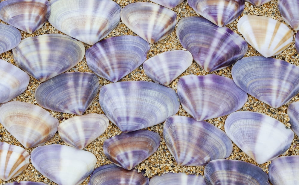 Seashells laying in rows in the sandOahu hawaii united states of america Canvas Art - Brandon Tabiolo Design Pics (19 x 12)