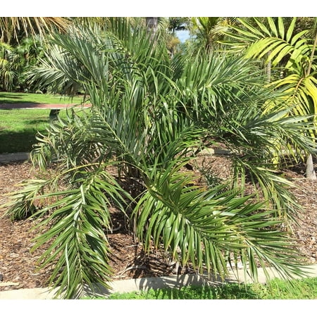 Seashore Palm - Live Plant in a 3 Gallon Pot - Allagoptera Arenaria - Cold Hardy Tropical Palm