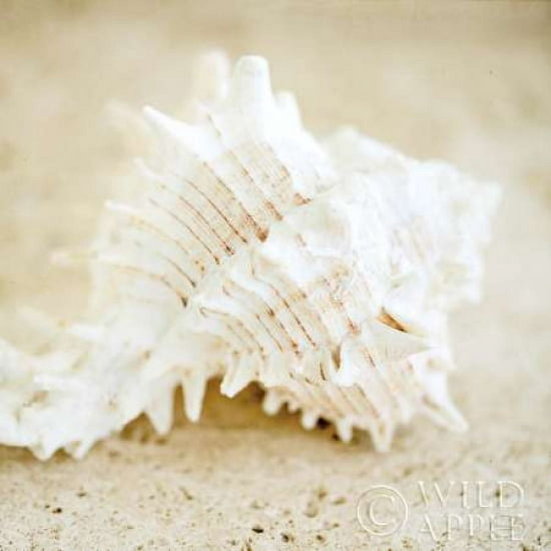 Seashore Shells II Canvas Art - Brookview Studio (24 x 24)