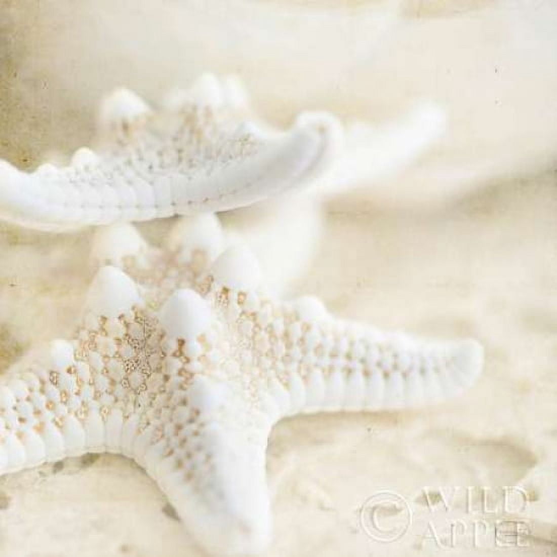 Seashore Stars Canvas Art - Brookview Studio (24 x 24)