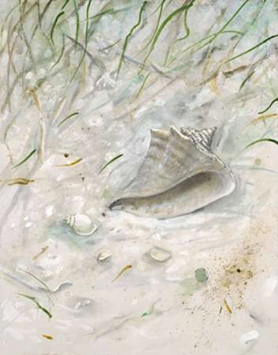 Seaside ConchÔø? Canvas Art - Arnie FISK (24 x 30)