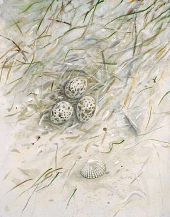 Seaside Nest¬†¬†¬†Ôø? Canvas Art - Arnie FISK (24 x 30)