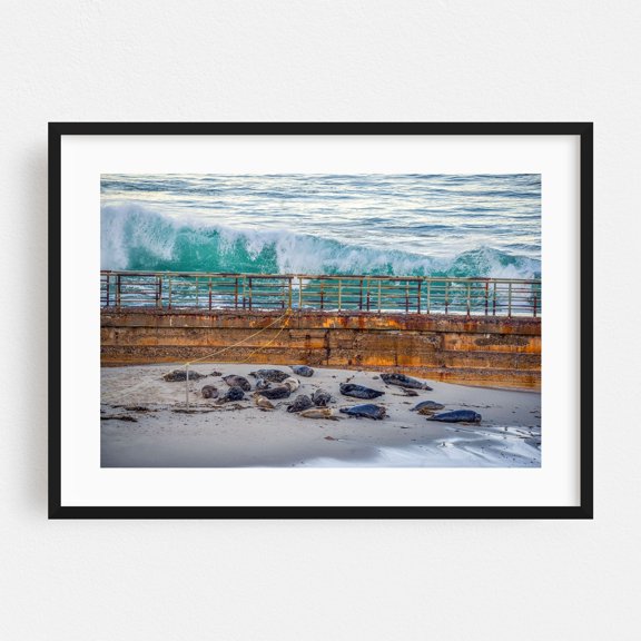 Seaside Sleepy Time - San Diego California Photography Seals Beach Ocean Coast Waves Nature Scenic Black Framed Wall Art Print 5 x 7 inches