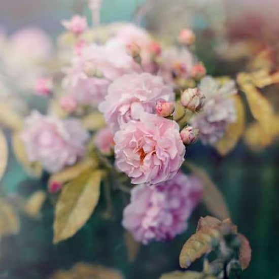 Season of Blossoms Canvas Art - Sarah Gardner (24 x 24)