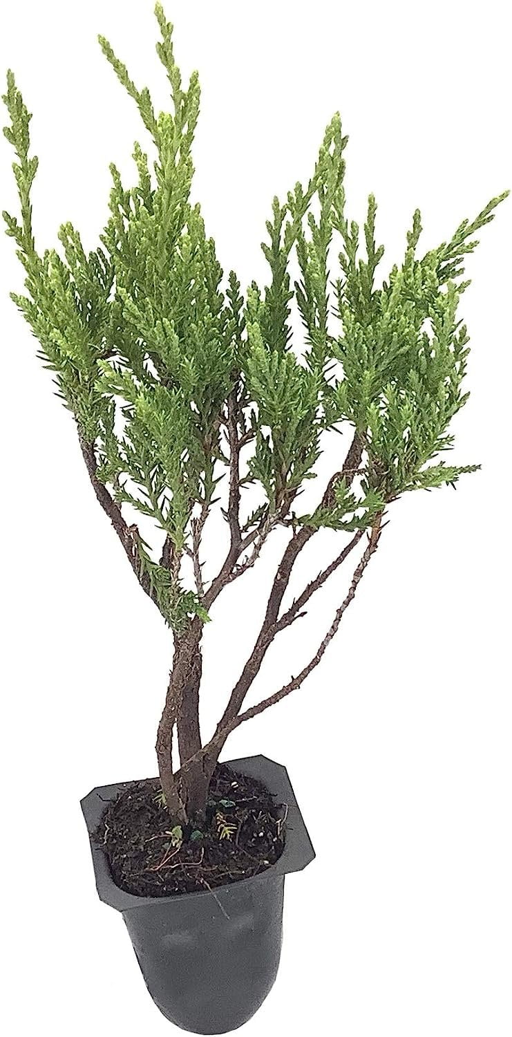 Seaspray Juniper 60 Live Plants Drought Tolerant Cold Hardy