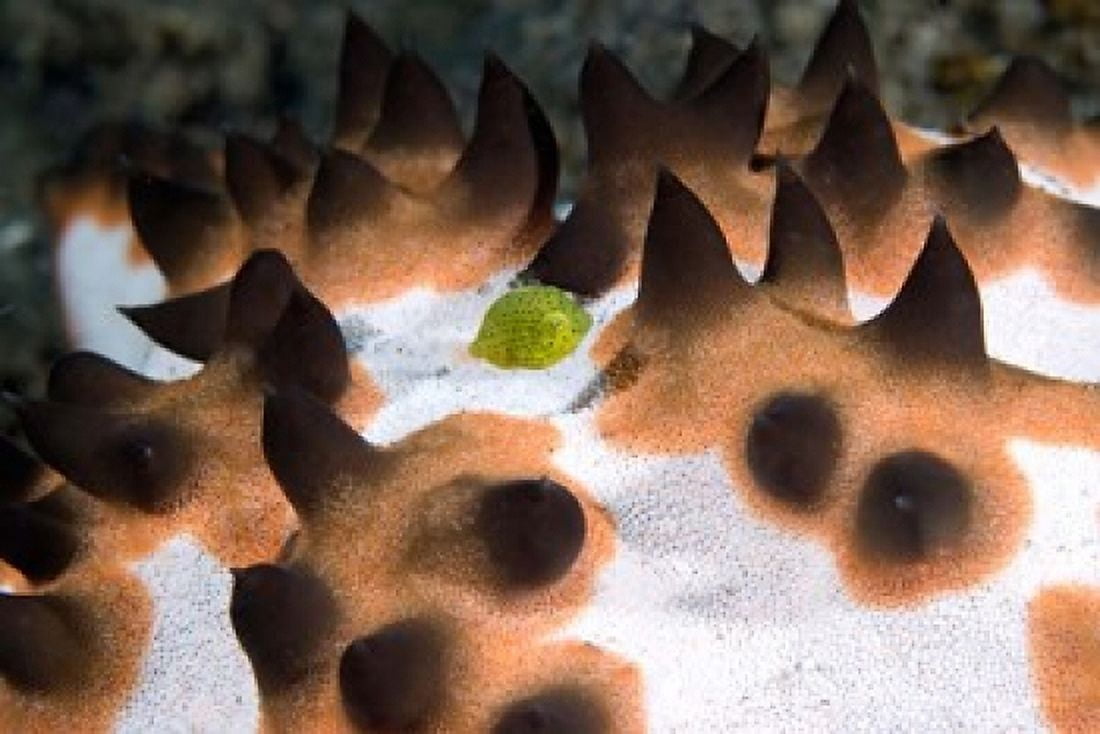 Seastar marine life Canvas Art - Jaynes Gallery DanitaDelimont (26 x 18)