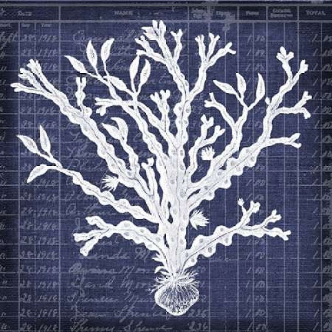 Seaweed Document 4 Canvas Art - Walter Robertson (24 x 24)