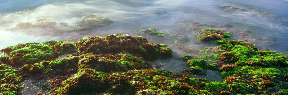 Seaweed on rocks at the coast Las Rocas Beach Baja California Mexico Canvas Art - Panoramic Images (27 x 9)