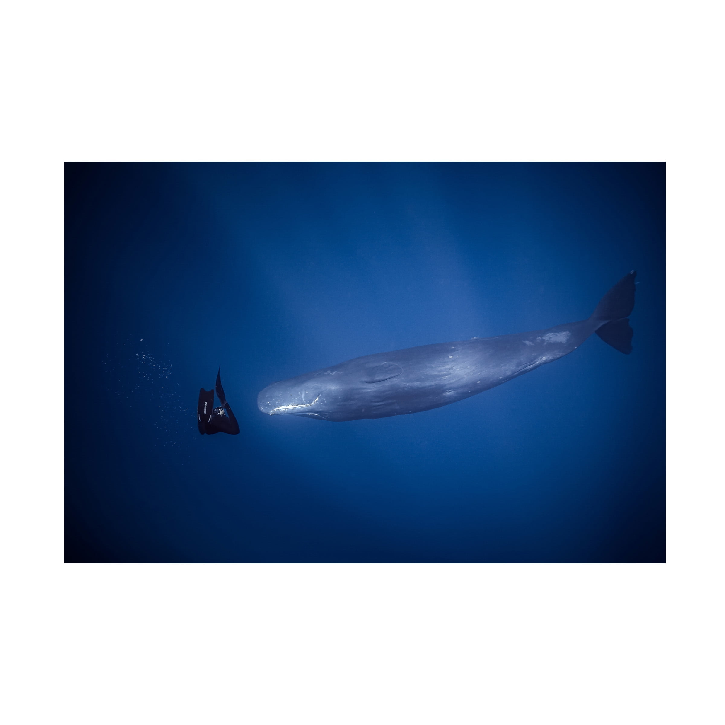 Seb 'Encounter With Sperm Whales' Canvas Art