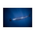 thumbnail image 1 of Seb 'Encounter With Sperm Whales' Canvas Art, 1 of 3