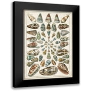 Seba, Albertus 11x14 Black Modern Framed Museum Art Print Titled - Grand Seba Shells V