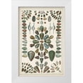 thumbnail image 1 of Seba, Albertus 13x18 White Modern Wood Framed Museum Art Print Titled - Grand Seba Shells IV, 1 of 4