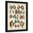 thumbnail image 1 of Albertus Seba 17x24 Black Modern Wood Framed Wall Art Titled - Grand Seba Shells III, 1 of 5