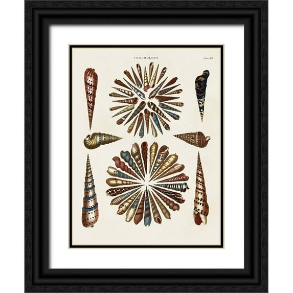 Seba, Albertus 19x24 Black Ornate Wood Framed with Double Matting Museum Art Print Titled - Spiral Shell Formation III
