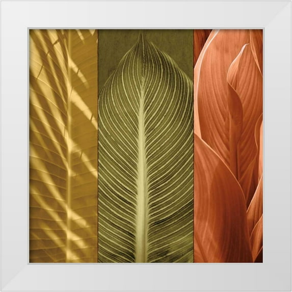 Seba, John 20x20 White Modern Wood Framed Museum Art Print Titled - Tropical Trio II