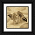 thumbnail image 1 of Seba, John 26x26 Black Ornate Wood Framed with Double Matting Museum Art Print Titled - Conch, 1 of 4