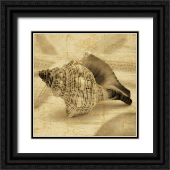 Seba, John 26x26 Black Ornate Wood Framed with Double Matting Museum Art Print Titled - Conch