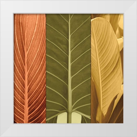 Seba, John 26x26 White Modern Wood Framed Museum Art Print Titled - Tropical Trio I